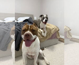 American Pit Bull Terrier-Unknown Mix Dogs for adoption in Virginia Beach, VA, USA