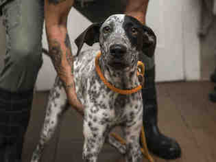 German Shorthaired Pointer Dogs for adoption in Ojai, CA, USA