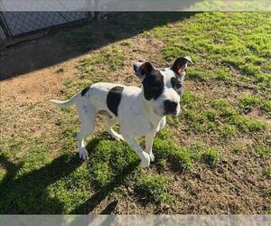 American Pit Bull Terrier Dogs for adoption in Grovetown, GA, USA