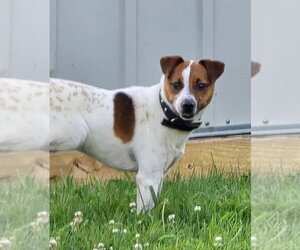 Jack Russell Terrier Dogs for adoption in Claremore, OK, USA
