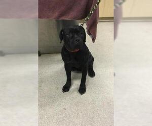 Boxer-Mastiff Mix Dogs for adoption in Riverside, CA, USA