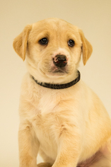 Medium Photo #1 Collie-Labrador Retriever Mix Puppy For Sale in Centreville, VA, USA