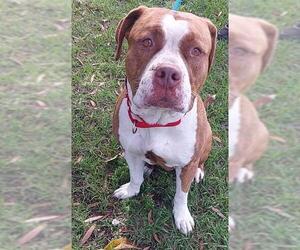 American Staffordshire Terrier Dogs for adoption in Fort Lauderdale, FL, USA