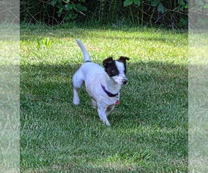 Chihuahua-Unknown Mix Dogs for adoption in Bellingham, WA, USA