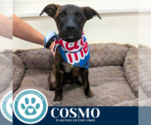 Labrador Retriever-Unknown Mix Dogs for adoption in Kimberton, PA, USA