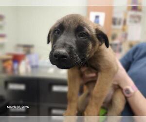 Mutt Dogs for adoption in Santa Cruz, CA, USA