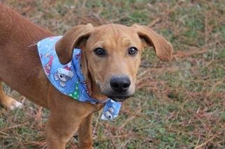 Rhodesian Ridgeback Dogs for adoption in Albany, GA, USA