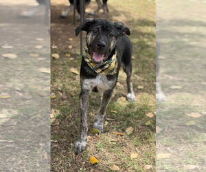 Sheprador Dogs for adoption in Phoenix, AZ, USA