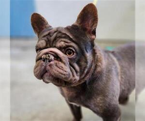 French Bulldog Dogs for adoption in Camarillo, CA, USA