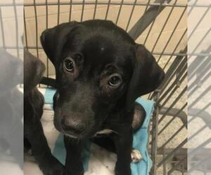 Shepradors Dogs for adoption in Conroe, TX, USA