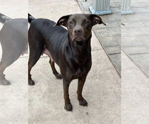 American Gointer Dogs for adoption in Hillsboro, MO, USA
