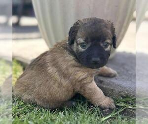 Chihuahua-Unknown Mix Dogs for adoption in San Diego, CA, USA