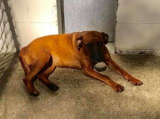 Mountain Cur-Unknown Mix Dogs for adoption in Morehead, KY, USA