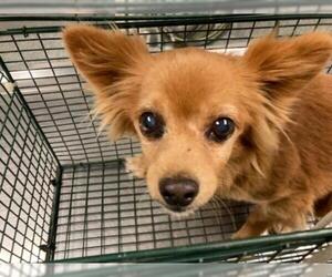 Chihuahua Dogs for adoption in Long Beach, CA, USA