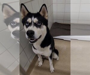 Siberian Husky Dogs for adoption in Derwood, MD, USA