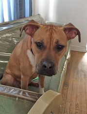 Boxador Dogs for adoption in East Brunswick, NJ, USA