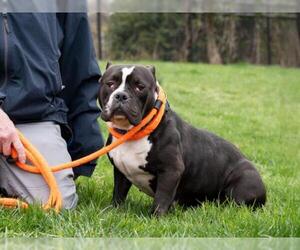 Bulldog-Unknown Mix Dogs for adoption in Derwood, MD, USA