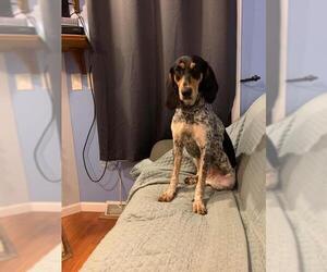 Bluetick Coonhound Dogs for adoption in Myrtle Beach, SC, USA