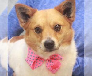 Pom-Shi Dogs for adoption in Garfield Heights, OH, USA