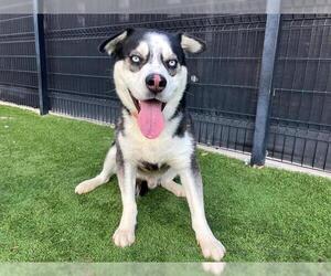 Siberian Husky-Unknown Mix Dogs for adoption in Orange, CA, USA