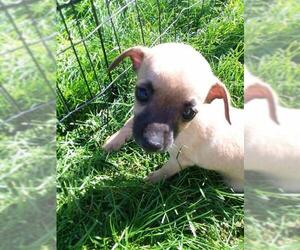 Chihuahua Dogs for adoption in Battle Ground, WA, USA
