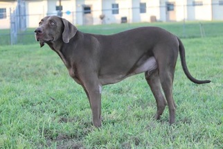 Labrador Retriever Dogs for adoption in Palm Harbor, FL, USA
