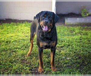 Rottweiler Dogs for adoption in St. Cloud, FL, USA