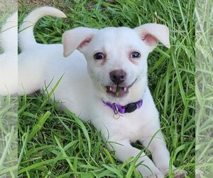 Labrador Retriever-Unknown Mix Dogs for adoption in Ponchatoula , LA, USA