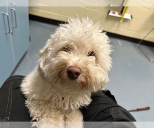 Poodle (Miniature) Dogs for adoption in Denver, CO, USA