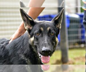 German Shepherd Dog Dogs for adoption in Siler City, NC, USA