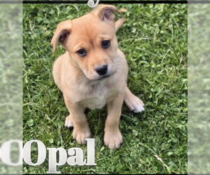 Huskies -Rottweiler Mix Dogs for adoption in Clarkston, MI, USA