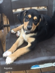 Border-Aussie Dogs for adoption in Nashville, TN, USA