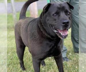 Chinese Shar-Pei Dogs for adoption in Rocky Mount, VA, USA