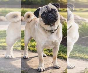 Pug-Unknown Mix Dogs for adoption in Minneapolis, MN, USA