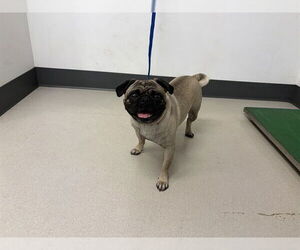 Pug Dogs for adoption in Corona, CA, USA