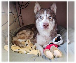Siberian Husky-Unknown Mix Dogs for adoption in Frisco, CO, USA