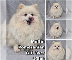 Pomeranian Dogs for adoption in Seattle, WA, USA