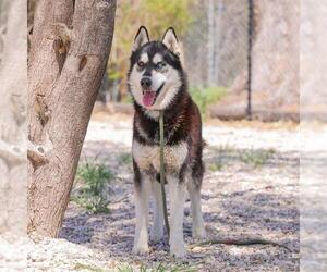 - Mix Dogs for adoption in Waco, TX, USA