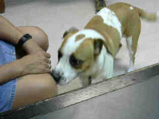 Lab-Pointer Dogs for adoption in Lufkin, TX, USA