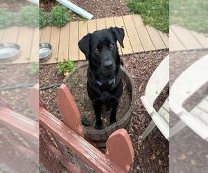 Labrador Retriever Dogs for adoption in Fort Collins, CO, USA