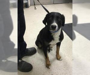 Bernese Mountain Dog-Unknown Mix Dogs for adoption in Riverside, CA, USA