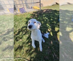 Sheepadoodle Dogs for adoption in Lee's Summit, MO, USA