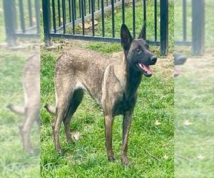 Mutt Dogs for adoption in Riverside, CA, USA