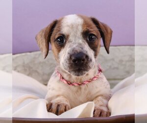 Bea-Tzu Dogs for adoption in Sheridan, CO, USA