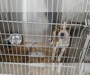 American Pit Bull Terrier-Unknown Mix Dogs for adoption in Pasadena, TX, USA