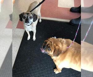 Puggle Dogs for adoption in Sewaren, NJ, USA