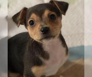 Chihuahua Dogs for adoption in San Pablo, CA, USA