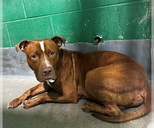 Mutt Dogs for adoption in Forestville, MD, USA