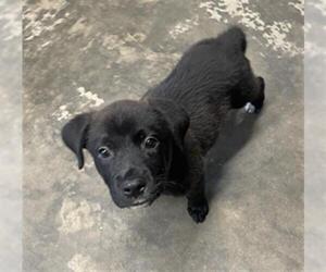 Border Collie-Unknown Mix Dogs for adoption in Tallahassee, FL, USA