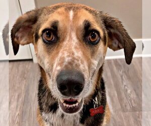 Border Collie-Unknown Mix Dogs for adoption in Emmett, ID, USA